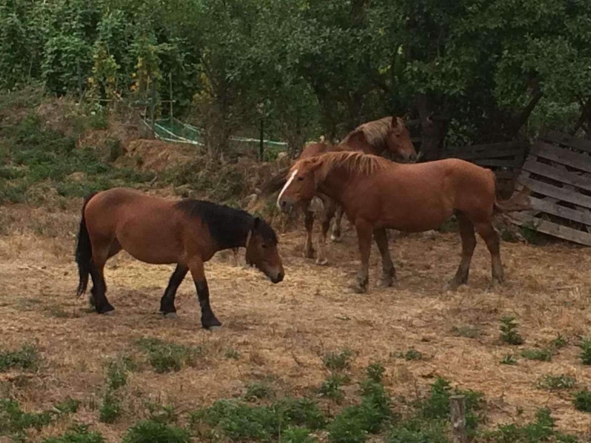 Casa Rural El Rincon De Maria Villoslada de Cameros Zewnętrze zdjęcie